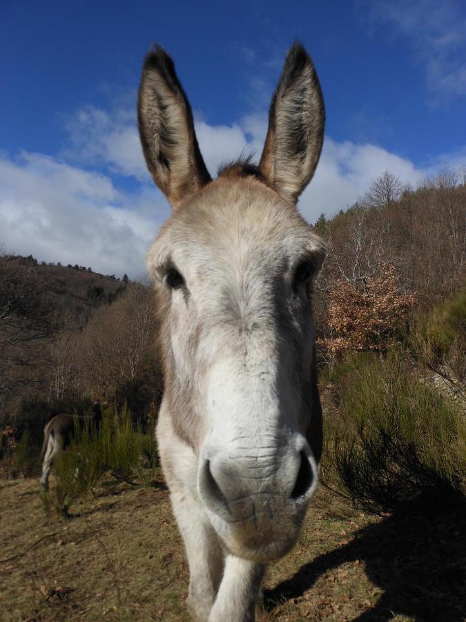 Gite De Chapeleche Les Chataigniers Gluiras Eksteriør billede